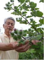 農家も知らないゴボウの花 赤紫色のアザミ似 山口県岩国市の家庭菜園で咲く 心のふるさと風景日記